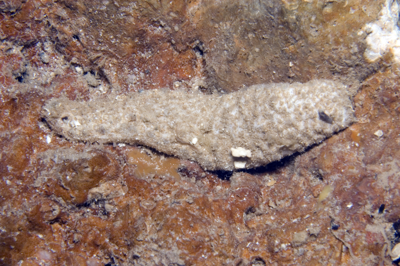 Holothuria jousseaumi